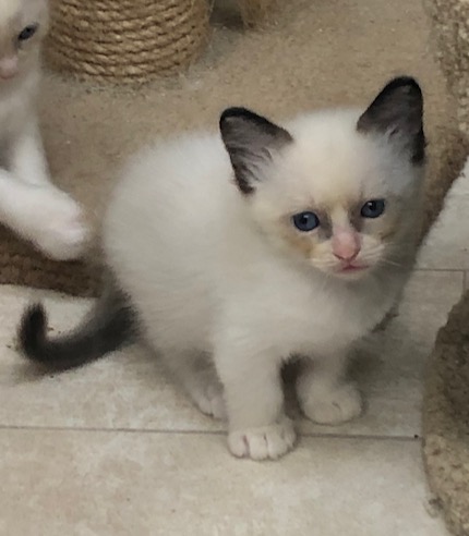 seal bicolor ragdoll for sale