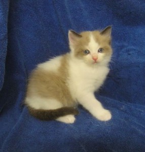 seal bicolor ragdoll for sale