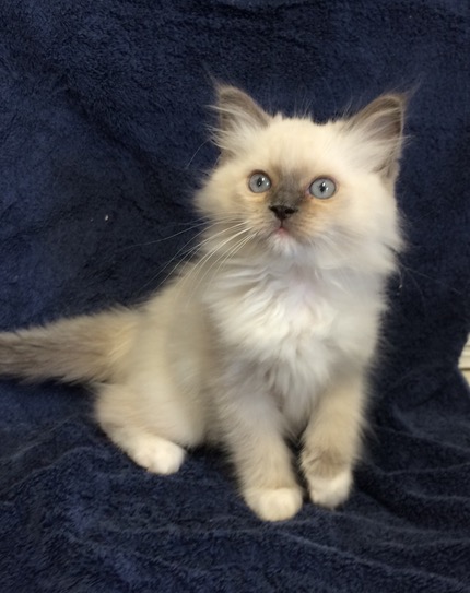 Blue Mitted Female – 1 (3) | Ragdoll Cats and kittens of Ragmeister