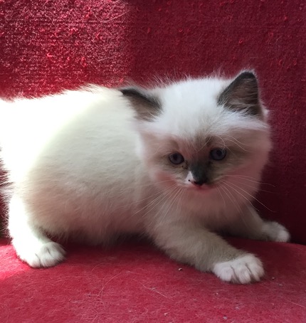 Seal mitted Male w-blaze – 1 | Ragmeister Ragdoll Cats and kittens