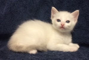 blue-cream-bicolor-1 | Ragdoll Cats and kittens of Ragmeister