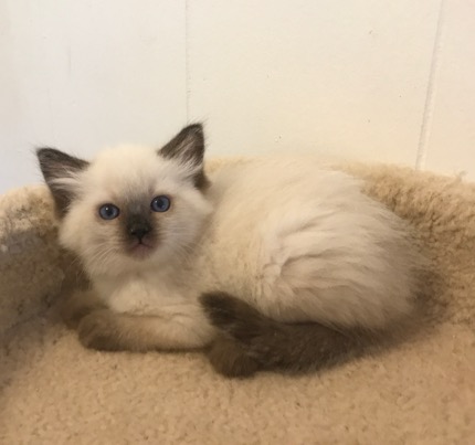 Ragmeister Ragdolls -- kittens for sale San Diego