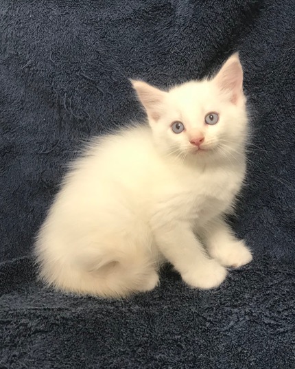 Ragmeister Ragdolls -- kittens for sale San Diego