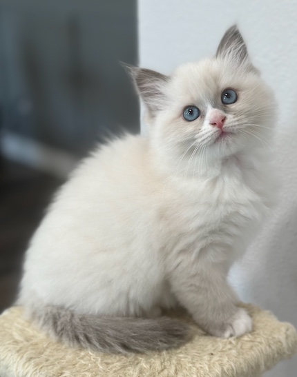 Ragmeister Ragdolls -- kittens for sale San Diego | Ragdoll Cats and ...